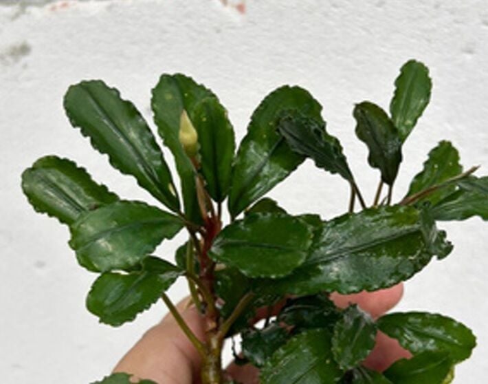 Bucephalandra blue series PORSİYON 10x10 cm