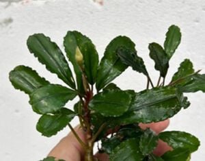 Bucephalandra blue series PORSİYON 10x10 cm