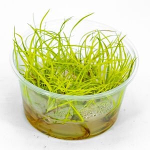 Juncus repens IN VITRO CUP