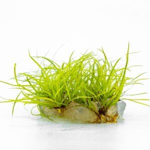 Juncus repens IN VITRO CUP