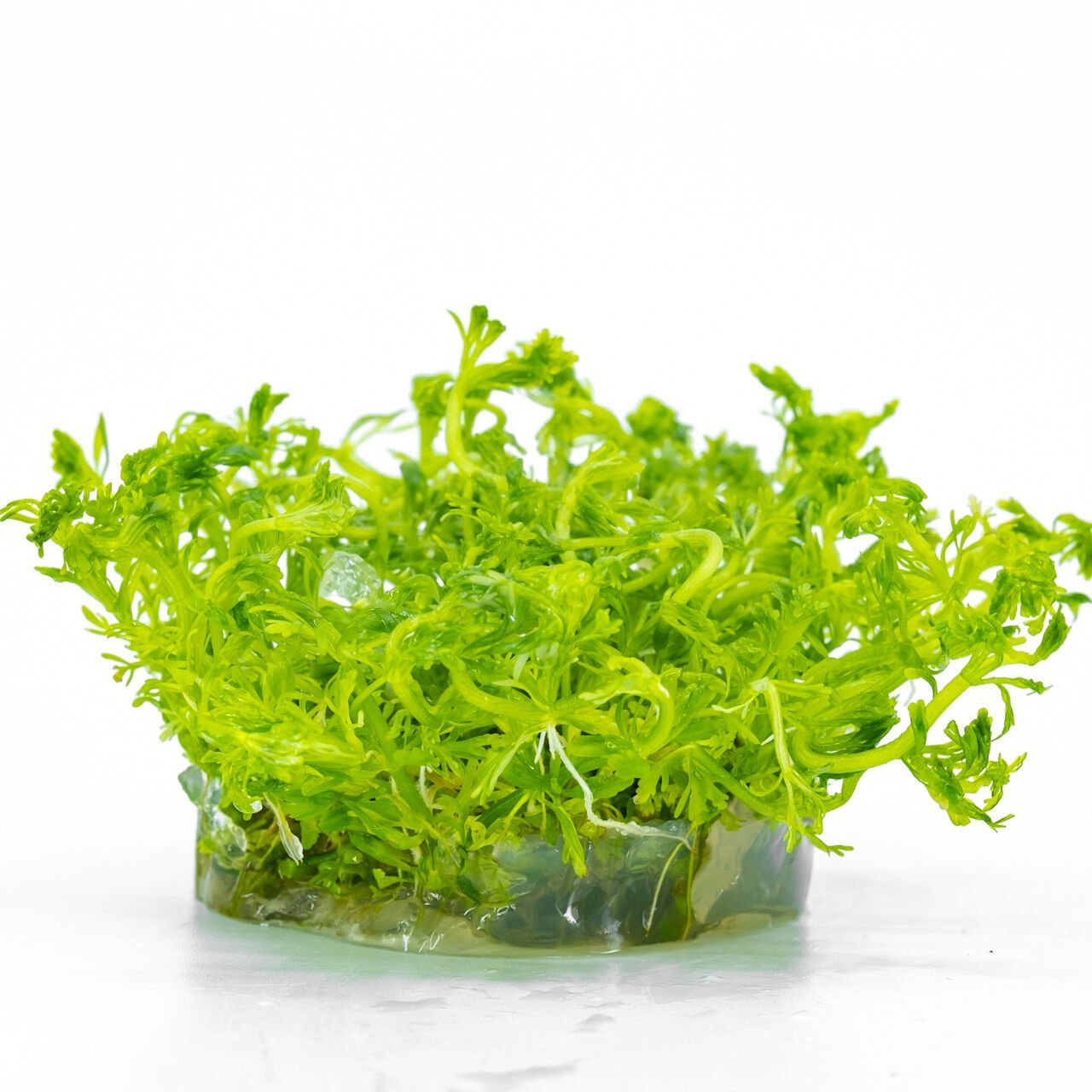 Limnophila sessiflora IN VITRO CUP