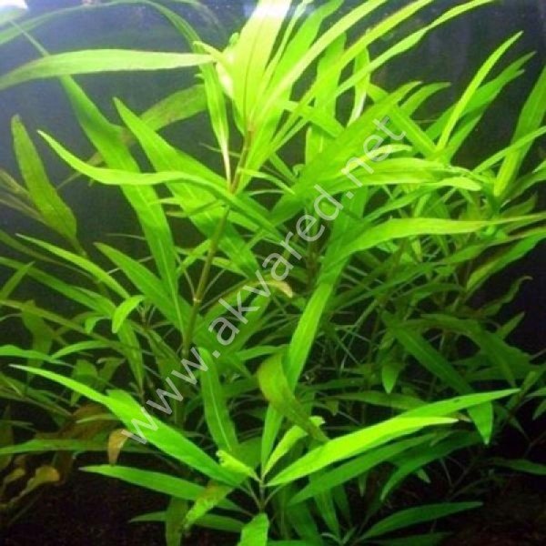 Hygrophila salicifolia SAKSI