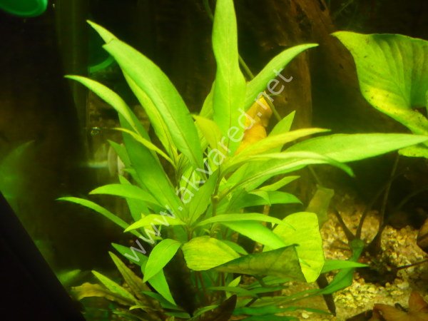 Hygrophila salicifolia SAKSI
