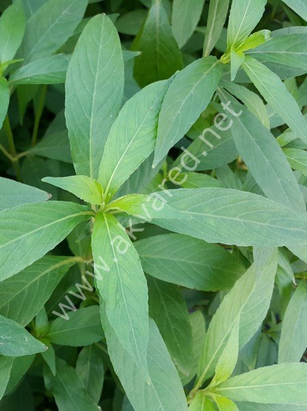 Hygrophila salicifolia SAKSI