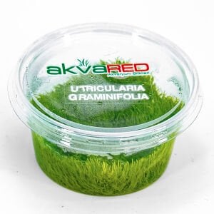 Utricularia graminifolia IN VITRO CUP