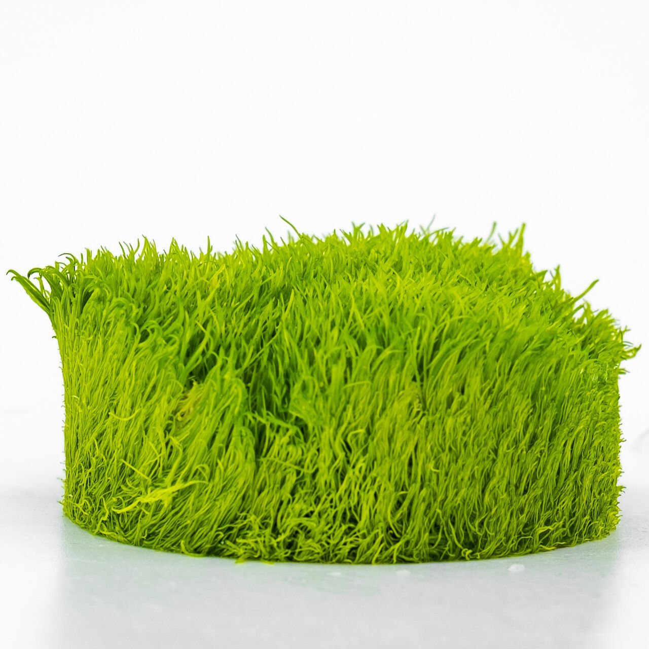 Utricularia graminifolia IN VITRO CUP