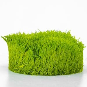 Utricularia graminifolia IN VITRO CUP