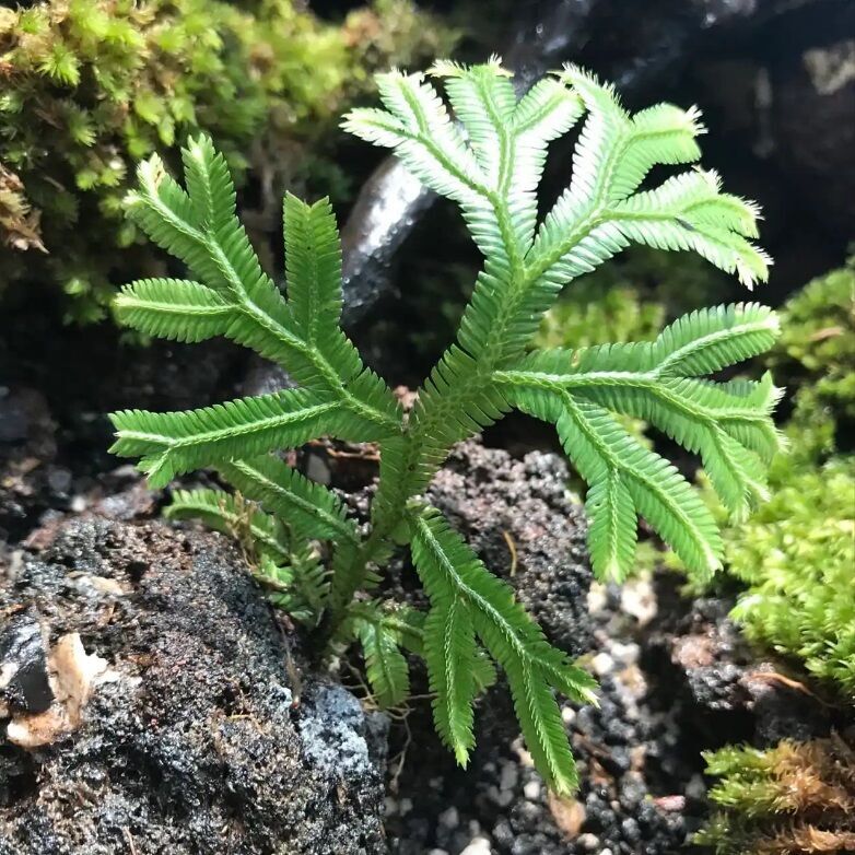 Selaginella sp. Kuayan ADET İTHAL