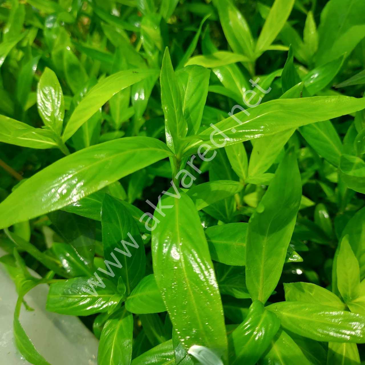 Hygrophila salicifolia ADET