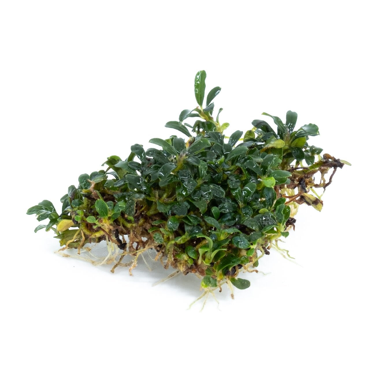 Bucephalandra super mini 10x10cm PORSIYON - ÖN SİPARİŞ