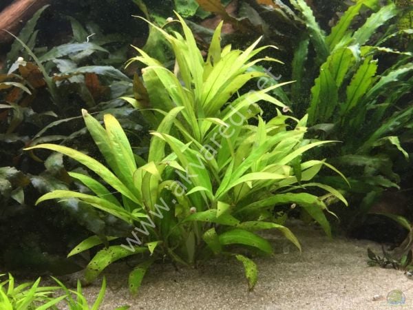 Hygrophila siamensis  SAKSI