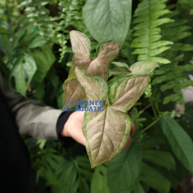 Syngonium Pink ADET ITHAL