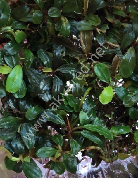 Bucephalandra brownie ghost ADET - ÖN SİPARİŞ