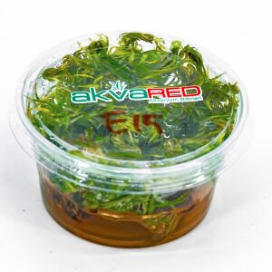 Eustralis stellata IN VITRO CUP