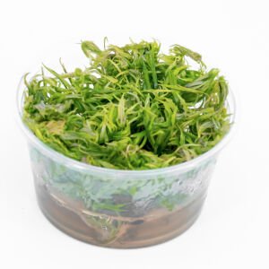 Eustralis stellata IN VITRO CUP