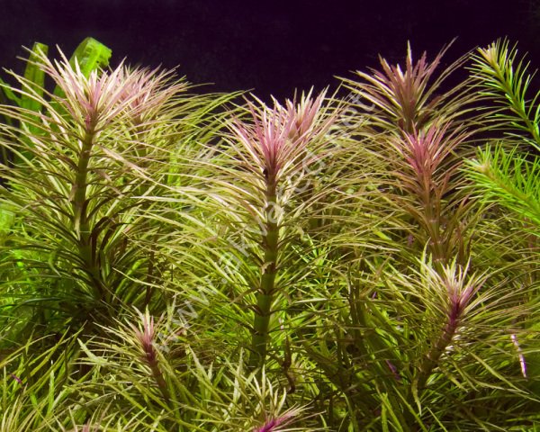 Eustralis stellata IN VITRO CUP