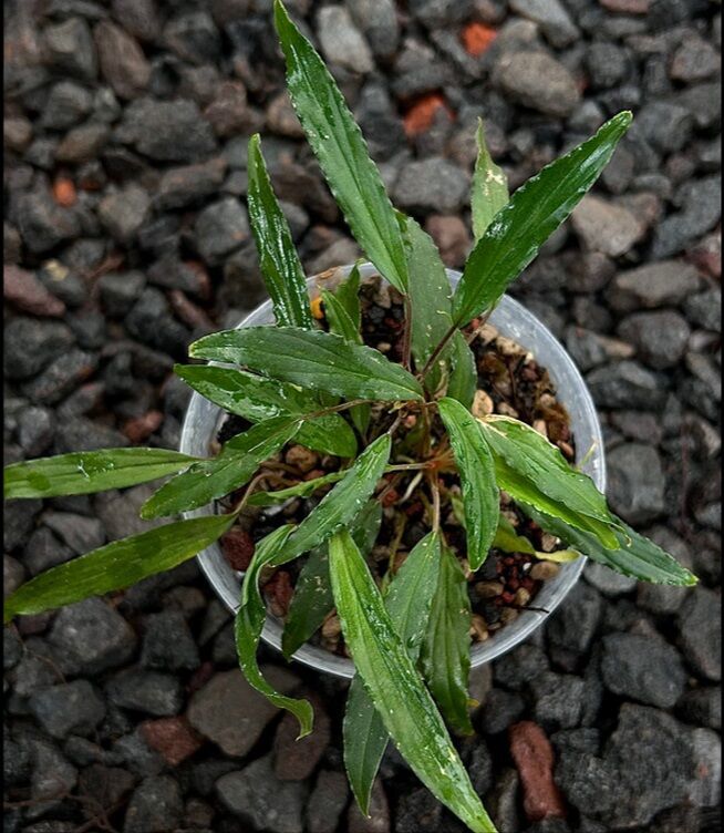 Homalomena narrow green sulawesi ADET ITHAL