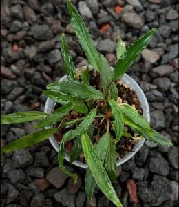 Homalomena narrow green sulawesi ADET ITHAL