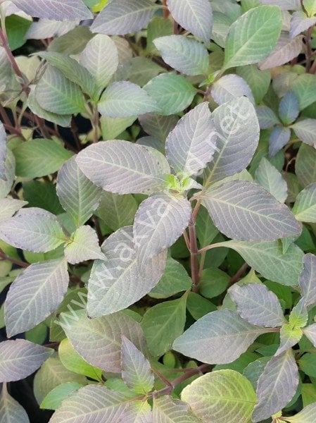 Hygrophila siamensis ADET