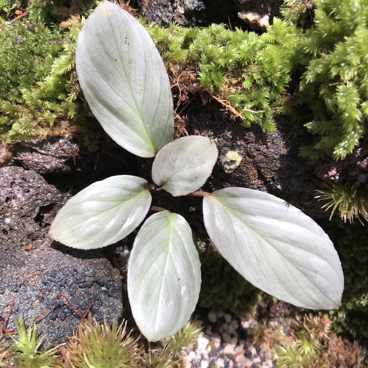 Homalomena humilis (Jack) Hook.f. Silver ADET ITHAL