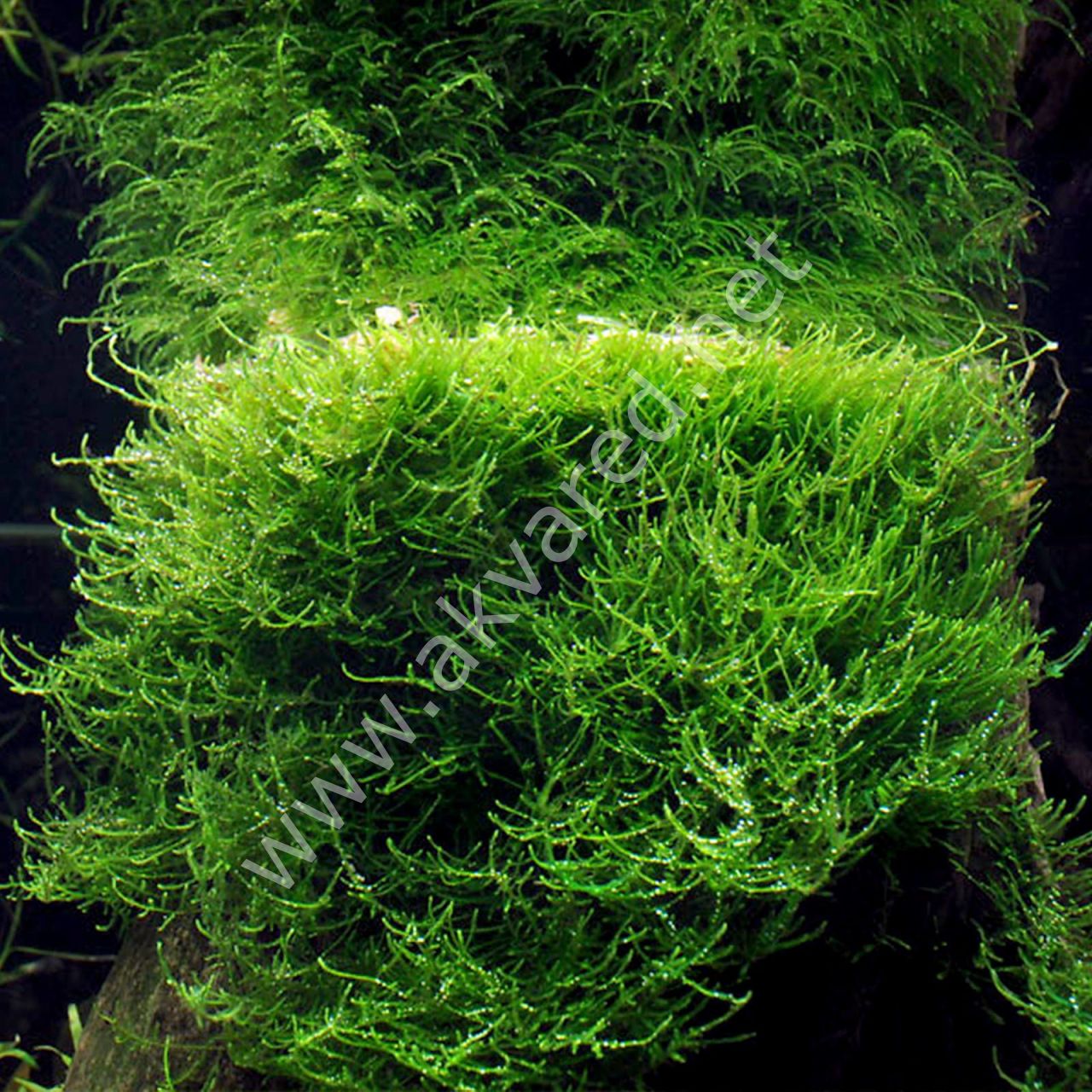 Vesicularia dubyana / Java Moss 5 gr - ÖN SİPARİŞ