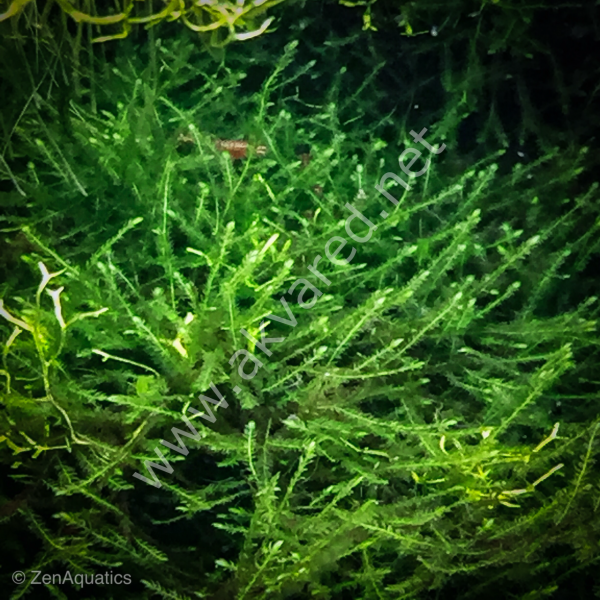 Vesicularia dubyana / Java Moss 5 gr - ÖN SİPARİŞ