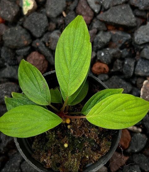 Homalomena nebula ADET ITHAL