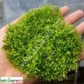 Riccia fluitans /  Riccia Moss - 5 gram - ÖN SİPARİŞ