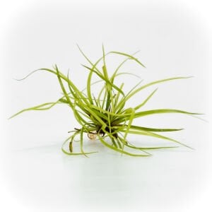 Juncus repens EXVITRO