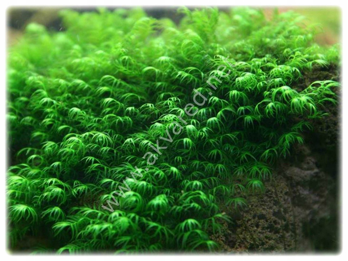 Fissidens fontanus Moss 5 gr. - ÖN SİPARİŞ