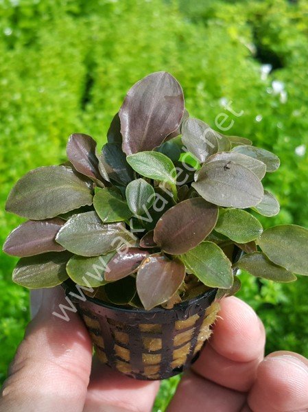 Lagenandra meeboldii red round SAKSI