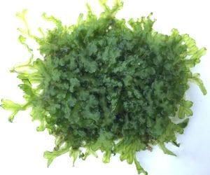 Monoselenium tenerum / Pellia Moss 5 gr - ÖN SİPARİŞ