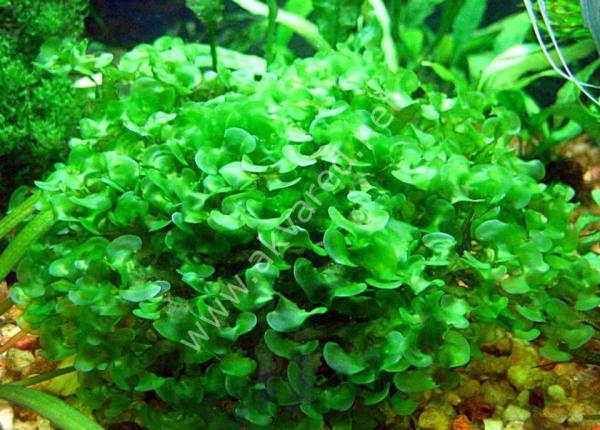 Monoselenium tenerum / Pellia Moss 5 gr - ÖN SİPARİŞ