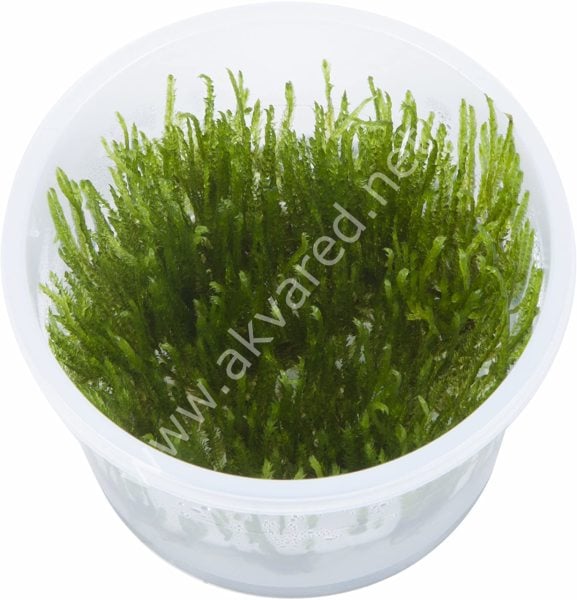 Taxiphyllum sp. Spiky Moss 5 gr - ÖN SİPARİŞ