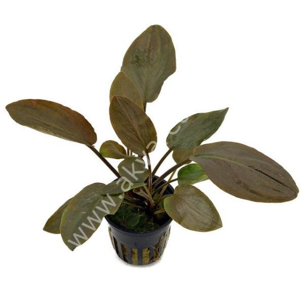 Lagenandra meeboldii red round EXVITRO