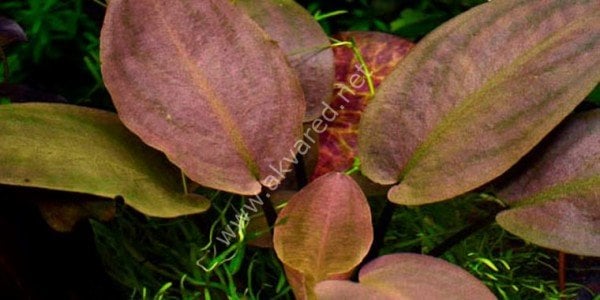 Lagenandra meeboldii red round EXVITRO