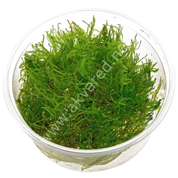Taxiphyllum alternans - Taiwan Moss 5 gr. - ÖN SİPARİŞ