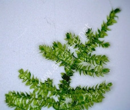 Vesicularia sp. Anchor Moss 5 gr - Weeping Tropica ÖN SİPARİŞ