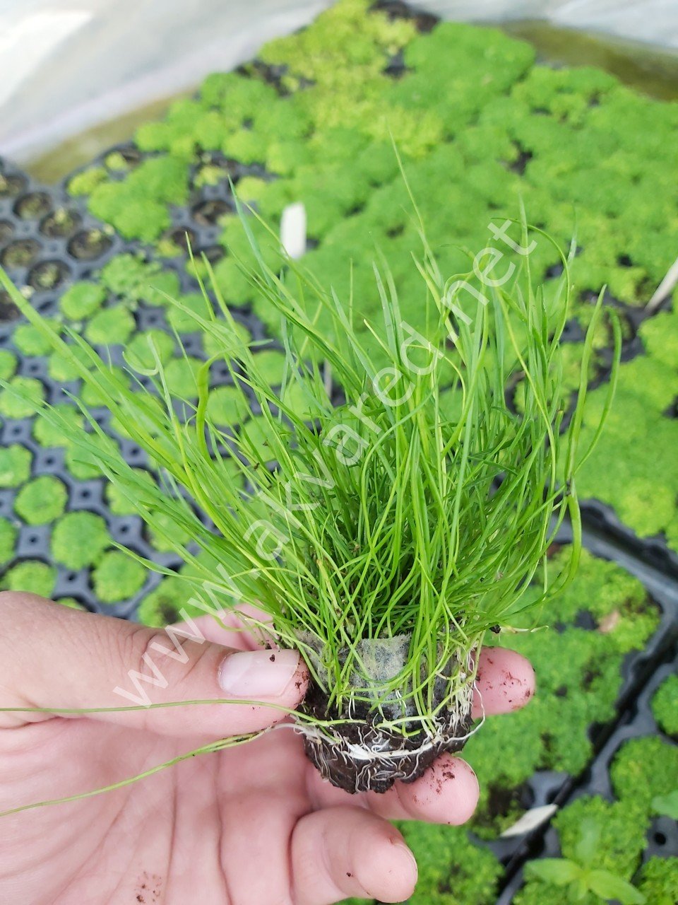 Lilaeopsis mauritiana İTHAL BUKET