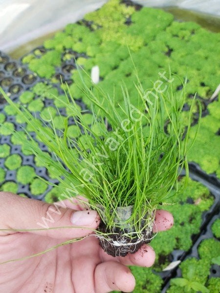 Lilaeopsis mauritiana İTHAL BUKET