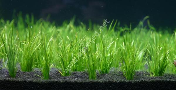 Lilaeopsis mauritiana İTHAL BUKET