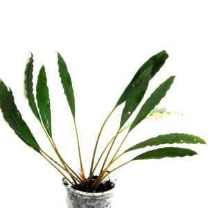 Bucephalandra minotaur ADET