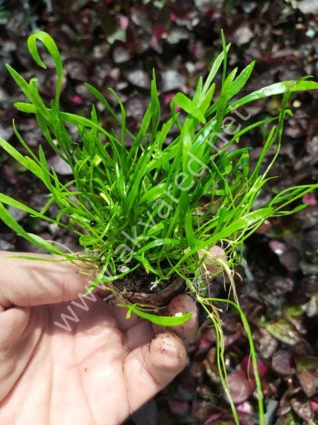 Lilaeopsis novaezelandiae SAKSI