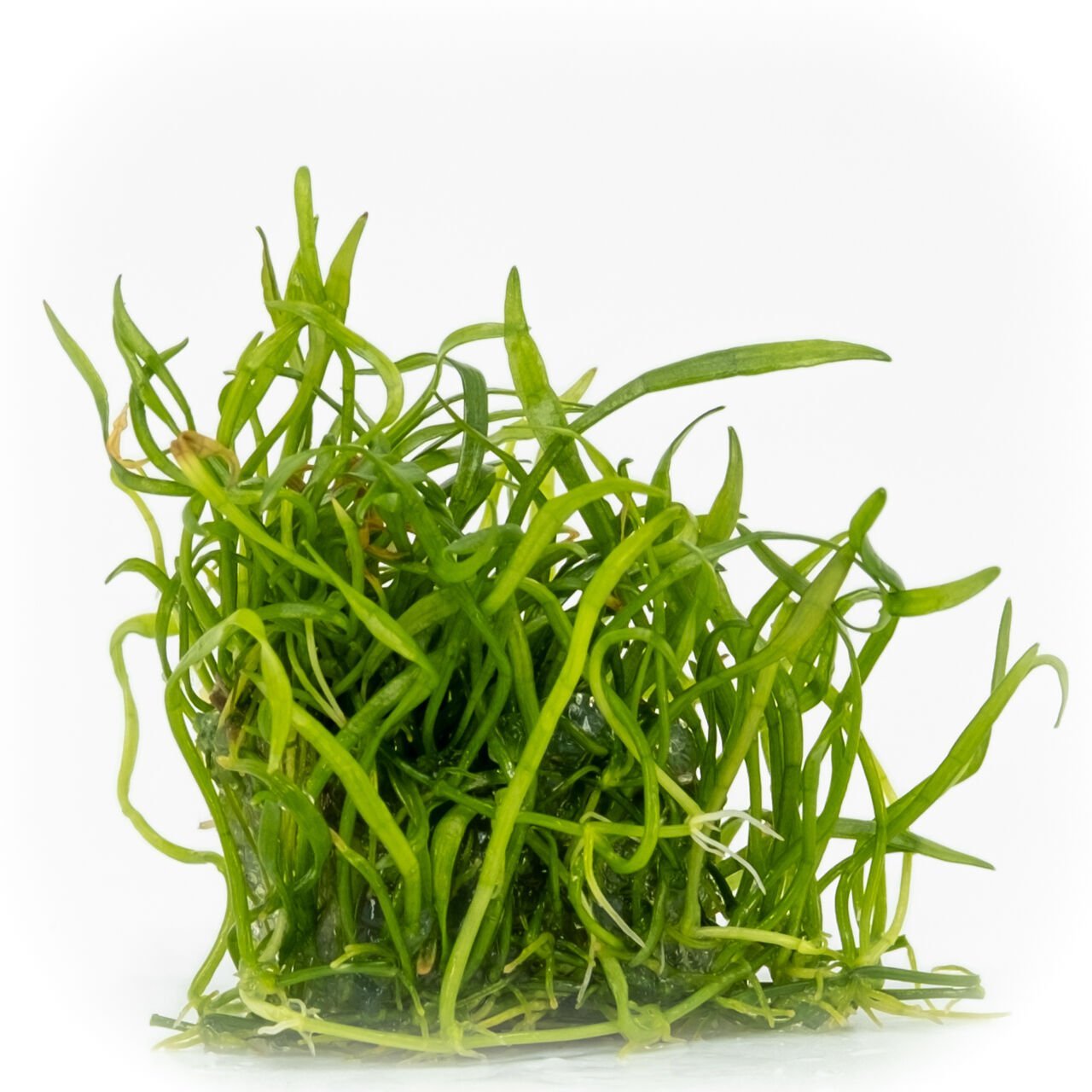 Lilaeopsis novaezelandiae EXVITRO