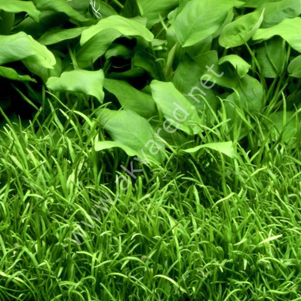 Lilaeopsis novaezelandiae EXVITRO