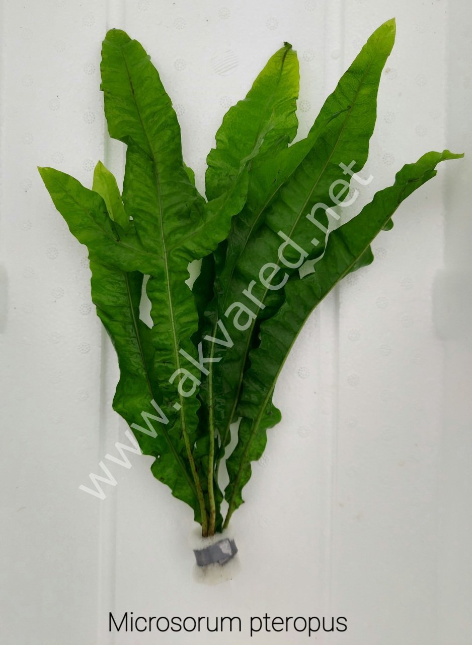 Microsorum pteropus (Java Fern) İTHAL BUKET ÖN SİPARİŞ