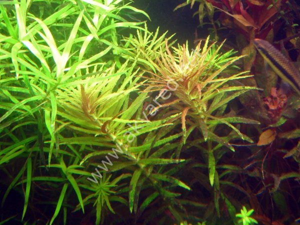 Limnophila hippuroides SAKSI