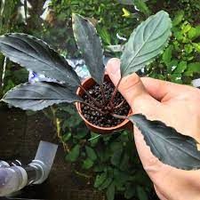 Bucephalandra achiles black dark ADET