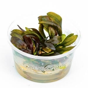 Echinodorus fancy twist IN VITRO CUP