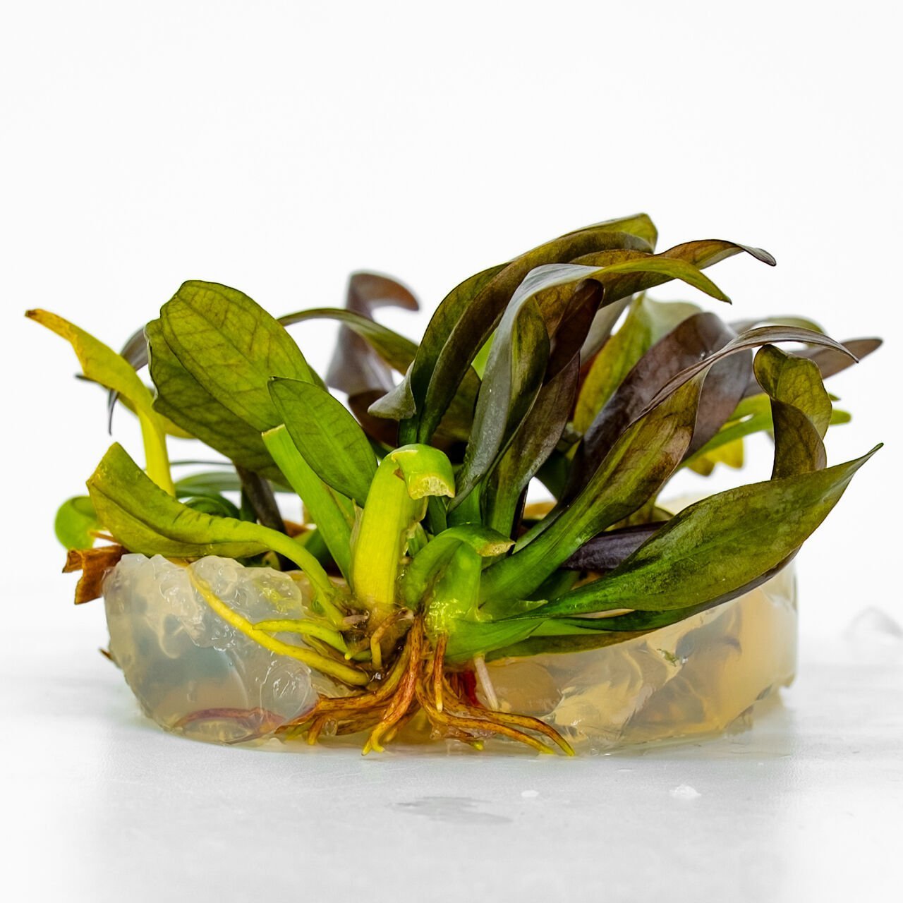 Echinodorus fancy twist IN VITRO CUP